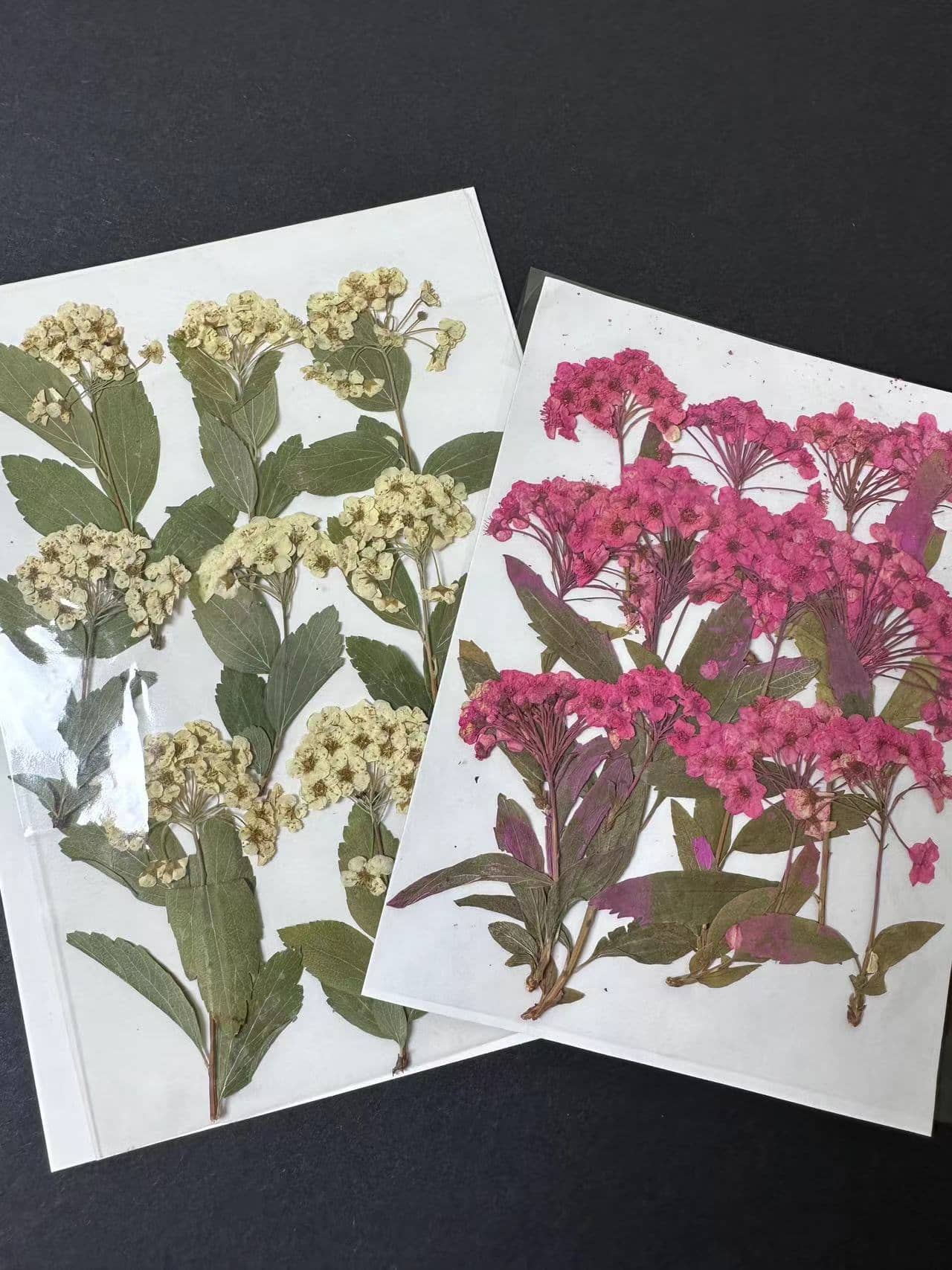 Dried Flowers (Notfor sale, only for display)